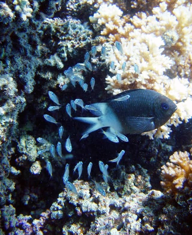 Cómo el cuidado parental protege a los peces juveniles de la mortalidad inducida por parásitos 1 Damisela espinosa (Acanthochromis polyacanthus). Crédito: Mark McCormick.