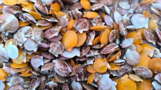 Positiva evaluación del modelo piloto para la producción continua de semilla de Ostión del Norte 2 Semilla de ostión del norte (Argopecten purpuratus). Crédito: Aquapacífico.
