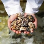 Ostra japonesa (Crassostrea gigas). Fuente: AquaPacífico.