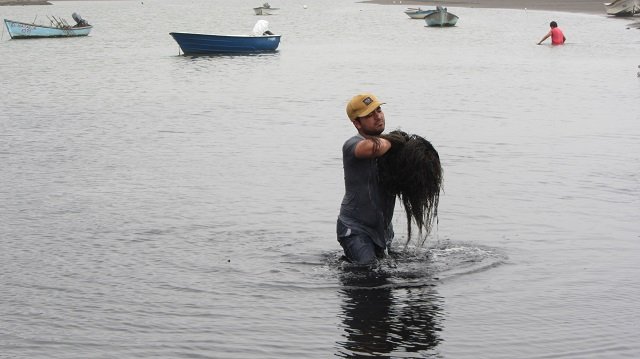 Estudio de INCAR analizó y comparó desempeño de tres sistemas de producción acuícola en Chile 1 Cosechador de algas marinas. Crédito: Pablo Carrasco, Centro INCAR.