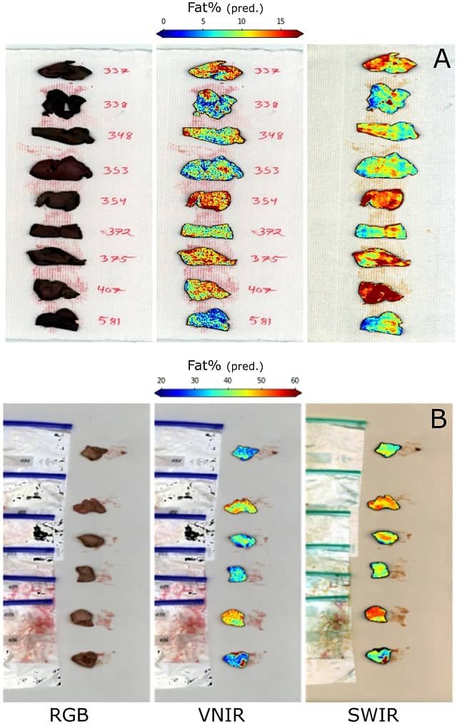 Hyperspectral Images for the Quantification of Liver Fat in Farmed Fish 1 Maps with the liver fat prediction for Salmon (A) and Seabass (B). Source: Ortega et al., (2025); Aquaculture, 597, 741924.