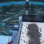 Un alimentador automático cargado para alimentar esturiones. Fuente: Sam Stukel - USFWS.