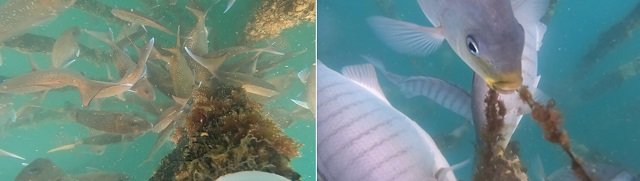 Depredación por Peces en Cultivo de Bivalvos: Un Desafío Creciente y Estrategias para Afrontarlo 1 Fotografías que muestran (a) bancos densos de pargos australianos (C. auratus) alimentándose de mejillones verdes juveniles en granjas costeras en Coromandel, Nueva Zelanda, y (b) Parore (Girella tricuspidata). Fuente: Stobart et al., (2025); Reviews in Aquaculture, 17(3), e70028.