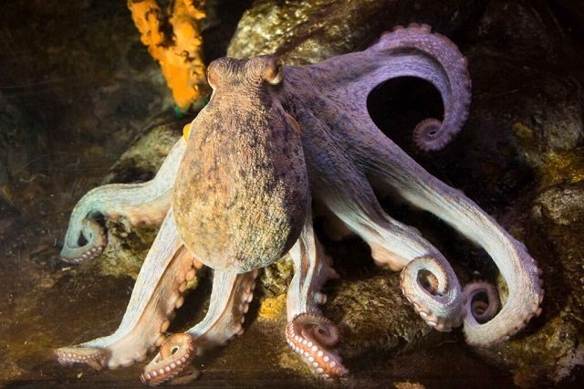 Octopus welfare in aquaculture: study questions the use of cortisol as an indicator 1 The common octopus (Octopus vulgaris). Source: Marine Research Institute (IIM-CSIC).