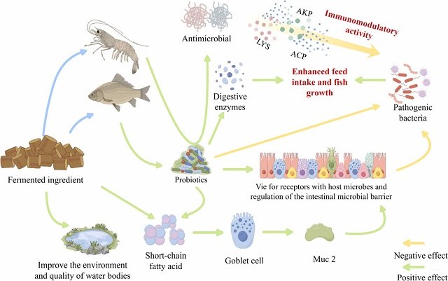 Pre-Digested Feeds: A New Trend in Aquaculture Nutrition 1 Schematic representation of the role of fermented ingredients in aquaculture. Source: Li et al., (2025); Aquaculture Reports, 42, 102842