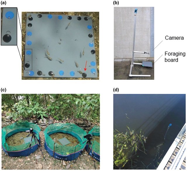 ¿Qué tan inteligentes son los peces? Descubren nuevo método para estudiarlos 1 Aparato para estudiar la inteligencia en peces. Fuente: Vila-Pouca et al., (2025); Methods in Ecology and Evolution, 16(5), 939-948.