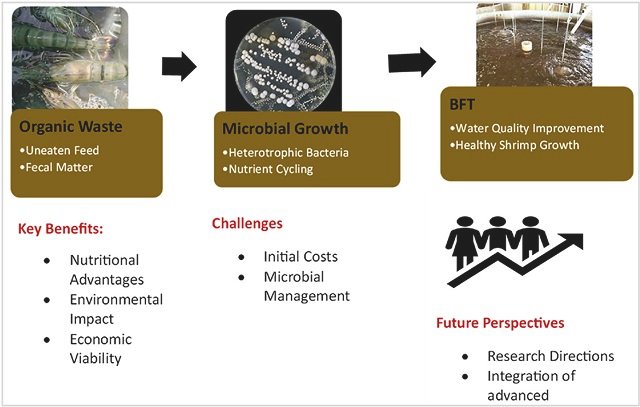 Biofloc technology: a comprehensive review of its practices, challenges, and future in shrimp aquaculture 1 Graphical abstract of the study. Source: Iber et al., (2025), Journal of Agriculture and Food Research, 19, 101675.