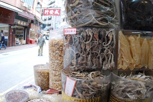 Informe científico destapa rutas del comercio ilegal del caballito de mar 1 Los caballitos de mar disecados se utilizan ampliamente en la medicina tradicional. Foto: © Tyler Stiem/Project Seahorse