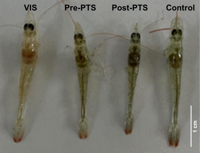 Nuevo fago para combatir el Vibrio parahaemolyticus y AHPND en la acuacultura del camarón 1 Signos clínicos de Litopenaeus vannamei (camarón patiblanco) tratado con el fago P20211219001–1 y Vibrio parahaemolyticus. Fuente: Xu et al., (2025); Aquaculture, 606, 742579.