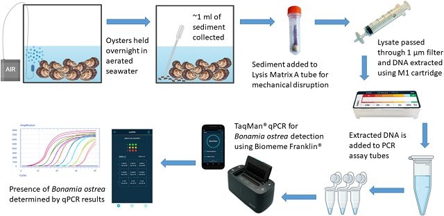 Bonamia in oysters: non-invasive and sensitive fecal tests 1 Schematic of field-based sampling procedure. Source: Regan et al., (2025); Aquaculture, 599, 742153