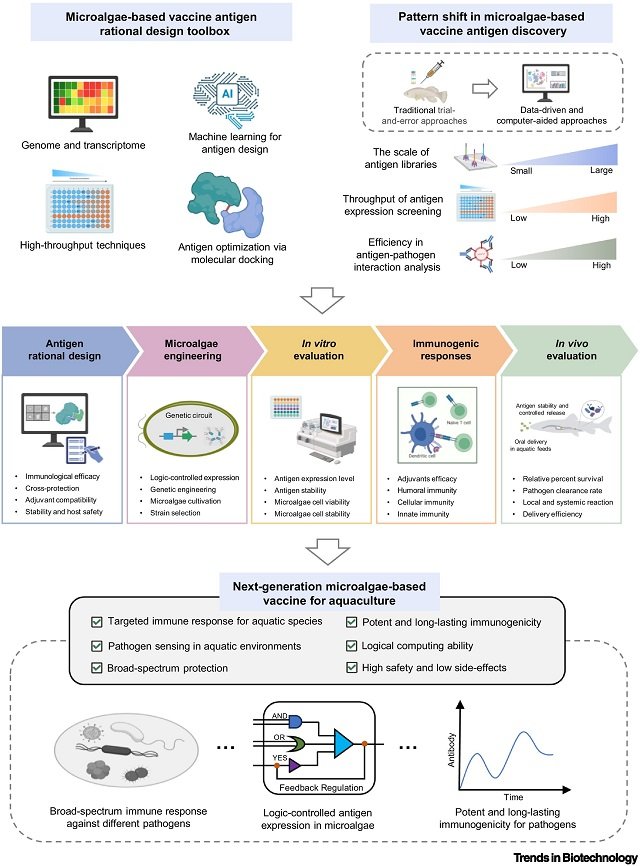 Vacunas orales de microalgas: Protección innovadora en la industria de la acuicultura 1 Desarrollo de vacunas basadas en microalgas para su uso en acuicultura. Fuente: Chen et al., (2025); Trends in Biotechnology.