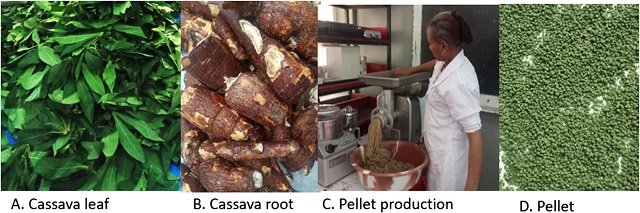 The potential of processed cassava leaf and root for feeding Nile tilapia 1 Pellet production from processed cassava leaf and root. Source: Amare et al., (2025); Aquacult Int 33, 331.