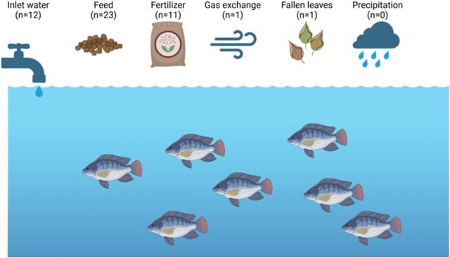 The pond food web: a model for optimizing your fish farm 1 Nutrient input sources included in the reviewed FSMs, n = number of FSMs that include the corresponding nutrient source. Source: Tarigan et al., (2025); Reviews in Aquaculture, 17(3), e70044.