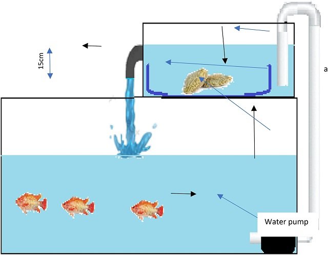 Clams for vibriosis biocontrol in red tilapia fish farming 1 Experimental design: Clam-fish co-culture system. Source: Mowafy et al. (2025); Sci Rep 15, 17750.