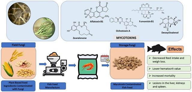Investigación mundial de micotoxinas en alimentos acuícolas: ¿Qué revelan los datos? 1 Riesgos y efectos asociados a la presencia de micotoxinas en alimentos acuícolas. Fuente: Meenakshisundaram et al. (2025); Frontiers in Sustainable Food Systems, 9, 1609-1689.