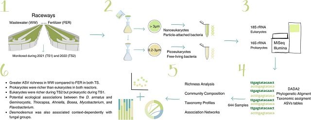 El microbioma puede "decidir" el éxito o fracaso de tu cultivo de microalgas en sistema raceways 1 Resumen grafico del estudio. Fuente: Traver-Azuara et al. (2025); Bioresource Technology, 432, 132650.