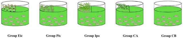 How to improve water quality in aquaculture ponds with floating plants 1 Experimental design of co-cultivation of floating bed plants with eutrophic Cyanobacterial bloom water. Source: Li et al. (2025); Aquaculture, 609, 742844.
