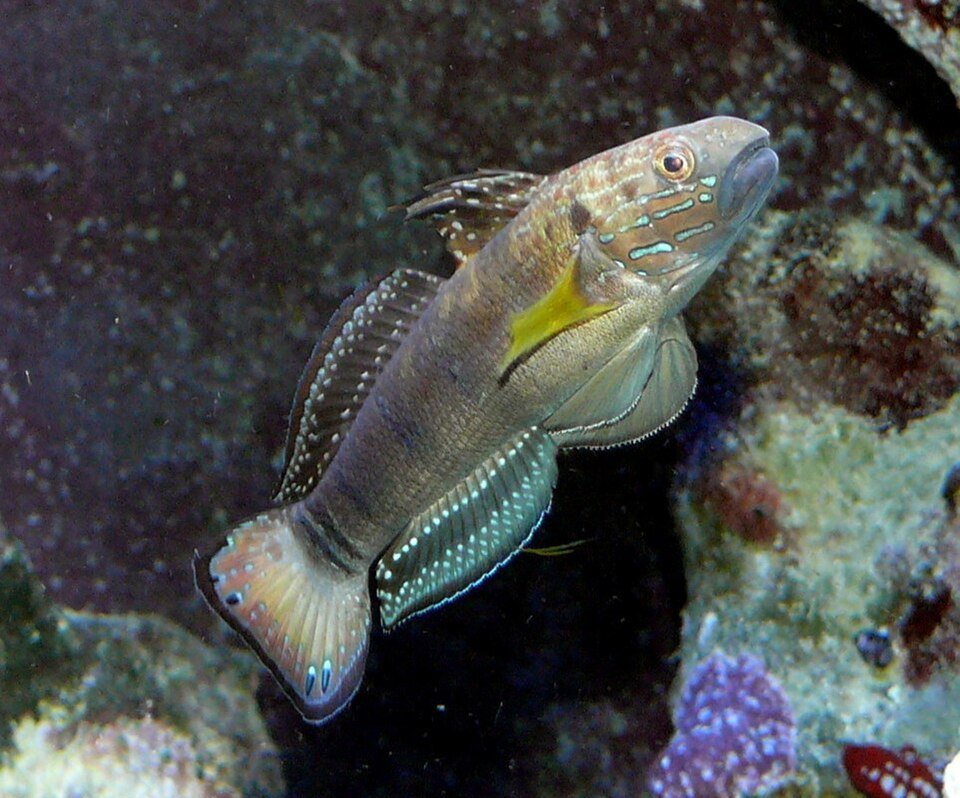 Sleeper Banded Goby Amblygobius Phalaena Care Feeding And Sleeper Banded Goby Amblygobius Phalaena Care Feeding And
