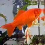El goldfish (Carassius auratus). Fuente: Heptagon
