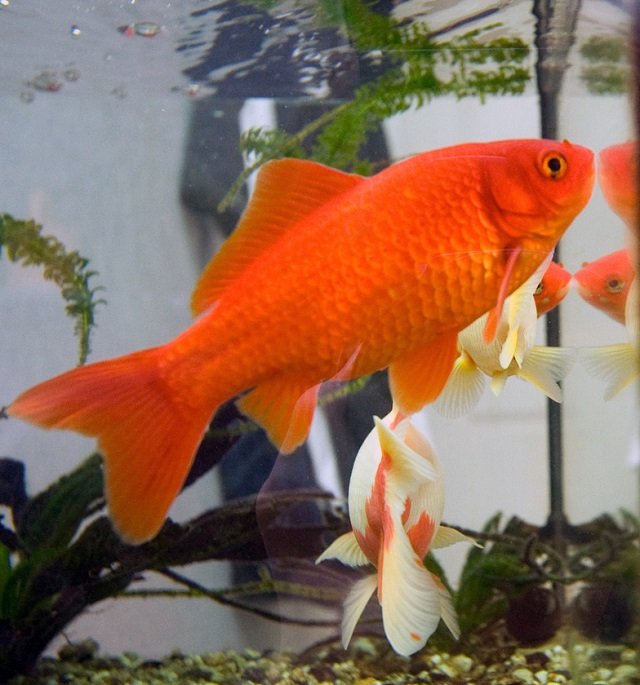 ¿Qué sustrato es más eficaz para la reproducción del goldfish (Carassius auratus)? 1 El goldfish (Carassius auratus). Fuente: Heptagon