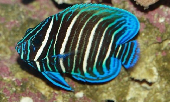Un pez ángel cara azul juvenil que se caracteriza por sus líneas de color azul y blanco. Fuente: Jan Ševčík.