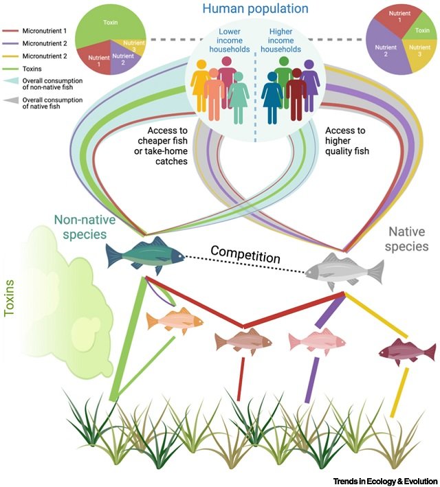 The interactions of fish within aquaculture and fisheries settings represent ecological networks, the structure of which dictates the nutritional content of fish for human consumption. Source: South et al. (2025); Trends in Ecology & Evolution.