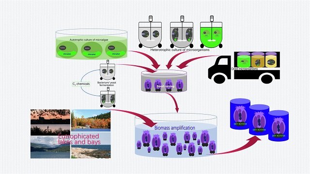 Culturing rotifers with natural phytoplankton: a low-cost alternative 1 The rotifer seeds are raised with either dried microorganisms including bacteria, yeasts and microalgae or heterotrophically cultured bacteria, yeasts and microalgae or autotrophically cultured microalgae. Source: Guo et al. (2025); npj Sustain. Agric. 3, 38