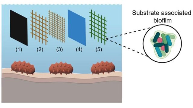 Diagram of the experimental design. a: five substrate types ((1) PE-liner, (2) PA-net, (3) mosquito-PA-net, (4) glass and (5) hemp net) were incubated for three months in anaquaculture tank in which Holothuria scabra were reared, resulting in the formation of abiofilm associated with the substrate. Source: Naudet et al. (2025); FEMS Microbiology Ecology.