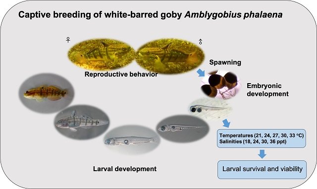 Sleeper Banded Goby (Amblygobius phalaena): care, feeding, and reproduction 2 Captive breeding of the Sleeper Banded Goby (Amblygobius phalaena). Source: Chiu et al. 2023; Fishes, 8(7), 364.
