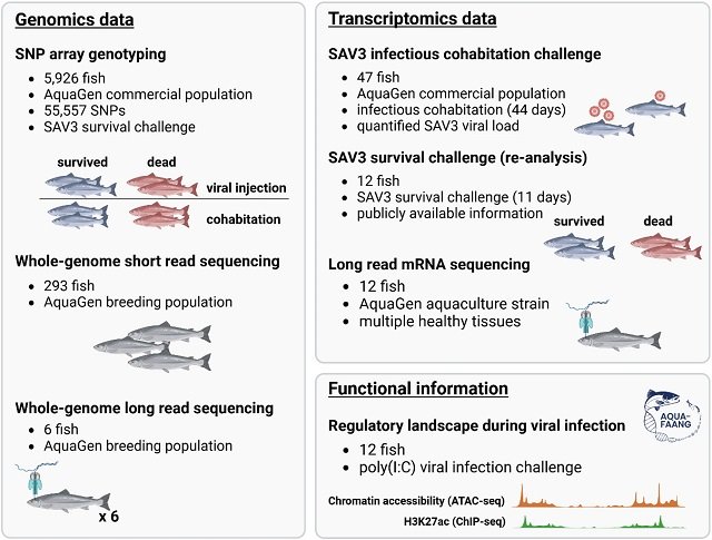 Scientists reveal the genetic basis for resistance to Pancreas Disease in Atlantic salmon 1 Visual representation of the material used in the present study. Source: Manousi; BMC Genomics 26, 657 (2025).