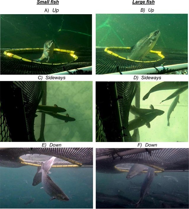 Sideways crowding: the strategy based on salmon behavior for a more efficient and humane extraction 1 Examples of farmed Atlantic salmon swimming direction and angle when exiting the cube cage during a 25 min crowding sequence. Source: Warren-Myers et al., (2025); Aquaculture, 742939.