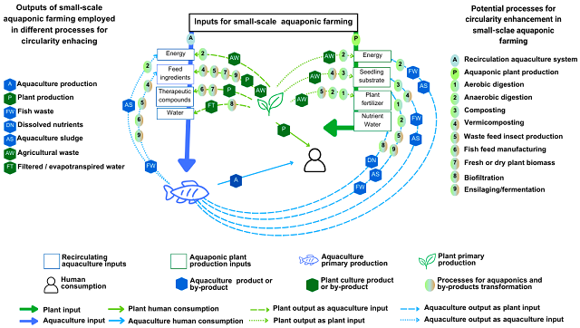 Procesos potenciales para mejorar la circularidad en explotaciones acuícolas rurales de pequeña escala (SSA) mediante la acuaponía circular integrada de pequeña escala (ICAq), centrada en la acuaponia. Fuente: Silva et al. (2025); Resources, 14(8), 119.