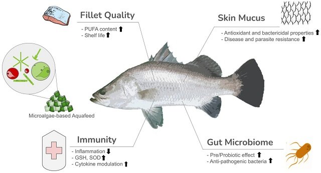 Microalgas en la nutrición de peces: avances y futuro del aquafeed 1 Resumen gráfico que representa los beneficios de la suplementación con microalgas en alimentos acuícolas. GSH, glutatión; SOD, superóxido dismutasa. Fuente: Tierney et al. (2025); Frontiers in Marine Science, 12, 1611-271.