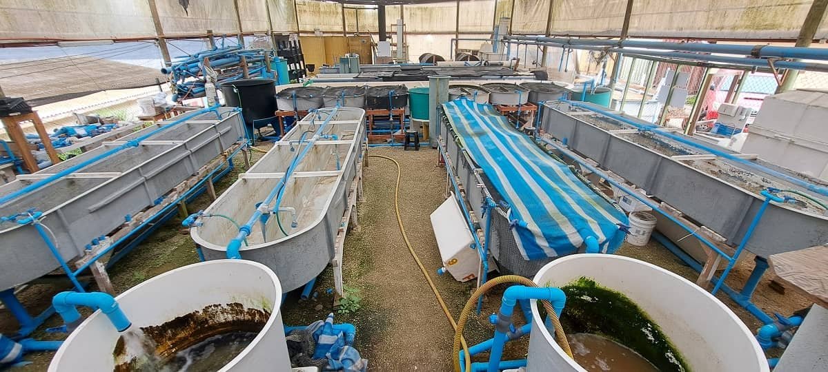 UCN e INIA impulsan economía circular desarrollando soluciones nutricionales para la agricultura con residuos orgánicos acuícolas Sistemas de acuiponia y RAS. Cortesía: UCN.