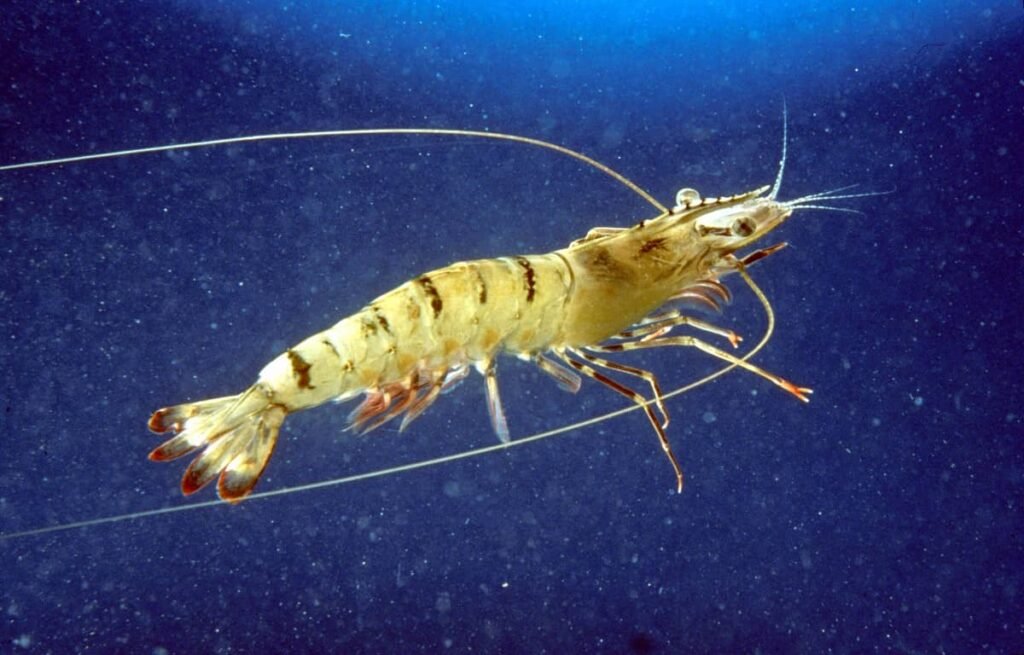 Black tiger prawn (Penaeus monodon). Courtesy of CSIRO.