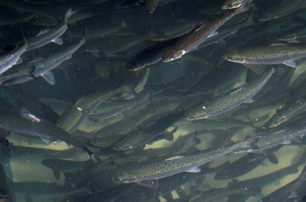 Salmones del Atlántico en tanque circular. Cortesía CSIRO.