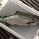 Salmón Chinook se convierte en hospedador de parásitos nativos Salmón Chinook