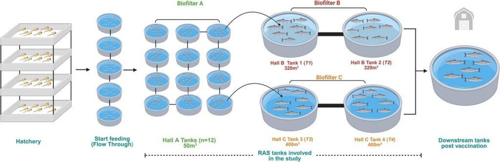 Proceso de instalación y transferencia de tanques que involucra tres sistemas RAS distintos, cada uno resaltado en un color específico. Fuente: Krishna et al. (2025); Aquaculture, 743060.