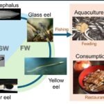 Consumo global de anguilas: un 99% proviene de especies amenazadas Ciclo de vida de la anguila y su consumo a través de la acuicultura. Las imágenes de la izquierda y la derecha representan el ciclo de vida de la anguila y su consumo a través de la acuicultura, respectivamente. Fuente: Kaifu et al. (2025); Sci Rep 15, 29968.