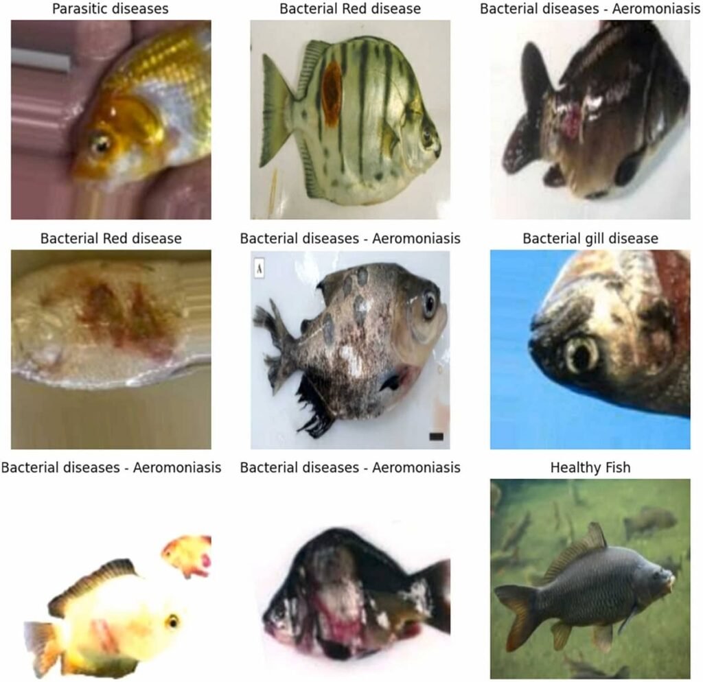 Muestras del conjunto de datos y sus etiquetas. Fuente: Elbaz et al. (2025); Aquacultural Engineering, 111, 102606.
