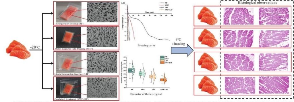 Resumen gráfico del estudio. Fuente: Liu et al. (2025); Food Chemistry, 493, 145818.