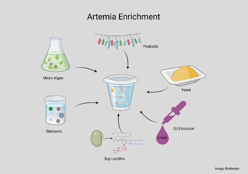 Estrategias de enriquecimiento de artemia con diversos aditivos. Fuente: Ramena et al. (2025); Reviews in Aquaculture, 17(4), e70080.