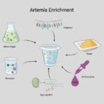 Estrategias de enriquecimiento de artemia: una guía para optimizar la nutrición larvaria en acuicultura Estrategias de enriquecimiento de artemia con diversos aditivos. Fuente: Ramena et al. (2025); Reviews in Aquaculture, 17(4), e70080.