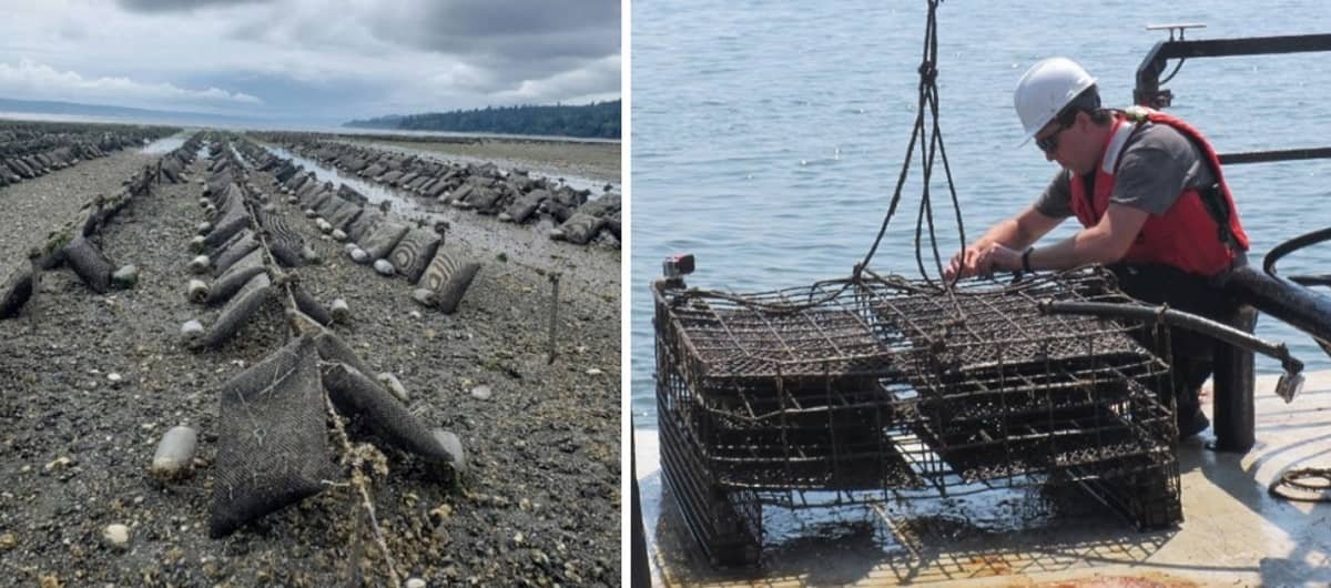 Guía de aparejos para acuicultura marina: del ancla a la jaula Existen muchas maneras de cultivar ostras, incluyendo bolsas giratorias y jaulas. Crédito: Bobbi Hudson (izquierda) y Zachary Gordon (derecha)