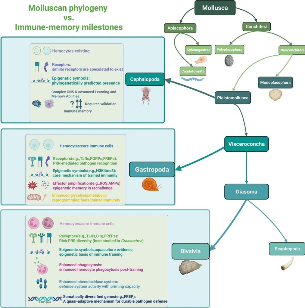 Evolution of trained immunity and quasi-adaptive defense in Mollusks: a phylogenetic perspective. Source: Li et al. (2025); Aquaculture, 743092.