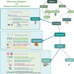 ¿Tienen memoria inmunológica los moluscos? Revelando las defensas ocultas de bivalvos y gasterópodos Evolución de la inmunidad entrenada y la defensa cuasiadaptativa en moluscos: una perspectiva filogenética. Fuente: Li et al. (2025); Aquaculture, 743092.