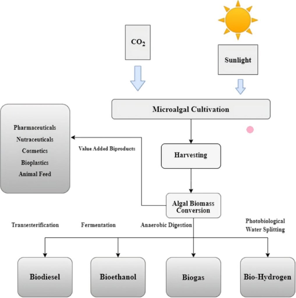 Representación esquemática de la producción de biocombustibles y bioproductos de microalgas. Fuente: Geng et al. (2025); Biotechnol. Biofuels Bioprod. 18, 93.