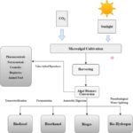 Algae biorefineries: The comprehensive solution for energy and food Representación esquemática de la producción de biocombustibles y bioproductos de microalgas. Fuente: Geng et al. (2025); Biotechnol. Biofuels Bioprod. 18, 93.