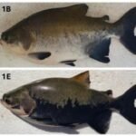 Inteligencia artificial para seleccionar cachamas más resilientes al estrés Comparación de la intensidad del contrasombreado después de 10 días en tanques de confinamiento de 2000 L. Los paneles 1A, 1B y 1C muestran el contrasombreado antes, y los paneles 1D, 1E y 1F después, en la población A. Fuente: Lemos et al. (2025); Aquaculture, 609, 742848.