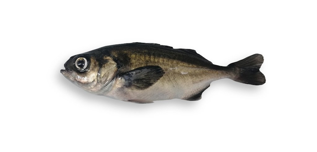 Cojinoba (Seriolella violacea). Cortesía: Ruben Avendaño-Herrera.